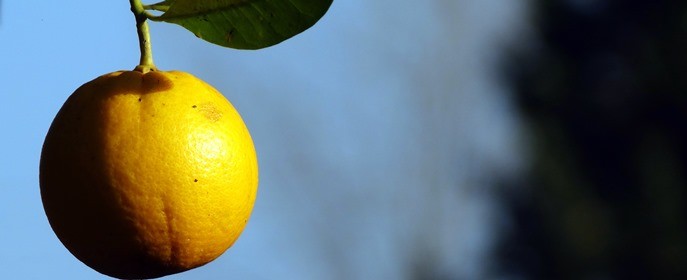 Orange Picking