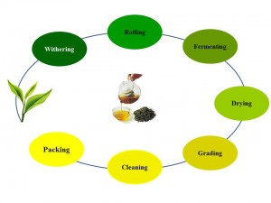 مراحل تولید چای