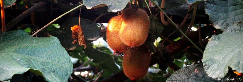 کارگاه کیوی چینی