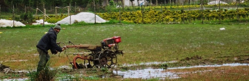 مشاهده آماده سازی زمین برای نشاء در روستا گردی خشکه لات