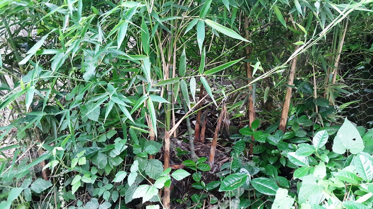 Bambo plants around small basin wetland