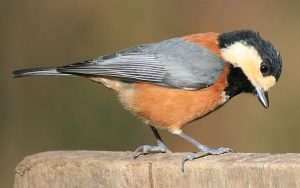 Sittiparus , tit family