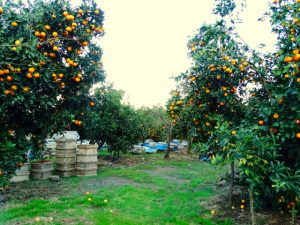 باغ های پرتقال