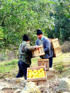 Fruit Picking in Mish-Sere Dasht walk