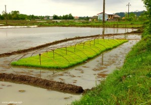 Rice Nursery , Rice Transplanting