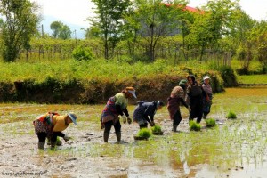 Rural Women do Rice Transplanting