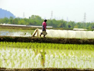 Rice Field after Transplanting Guil and Galesh people