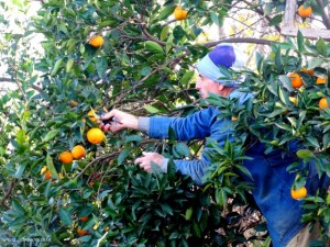 Days of Orange Picking