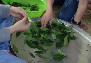 Sorting Tea Leaves, Manual Tea Processing