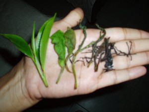 Manual Tea Processing: Tea Shape : From Fresh to Waste