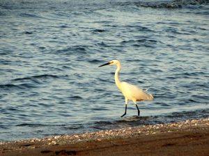 Egret, Caspian Sea