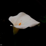 Calia flower