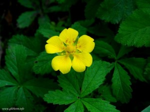 گلهایی که در بهار در حیاط گیله بوم می رویند