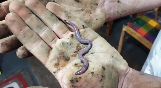Vermicompost Worms