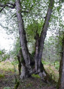 درخت پاکوتا در جنگل‌ پیمایی خشکاسرا
