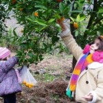 تجربه پرتقال چینی با قیچی باغبانی