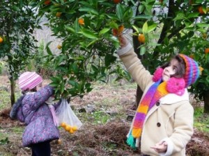Kids are picking oranges with pruning shears