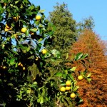 نمای باغ پرتقال در روستای قاسم آباد سفلی