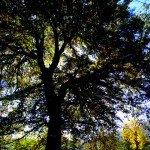 روستای قاسم آباد - جنگل هیرکانی - درخت بلوط