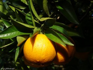 Orange scent comes from orange trees