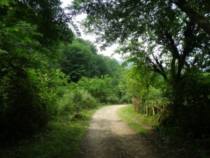 Path through Jungle , Merse - Konale Hike