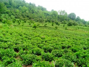 Steep slope tea farms , Merse - Konale Hike