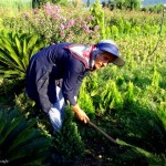 کاشت گل و گیاه یکی از مشاغل مردمان روستای قاسم آباد