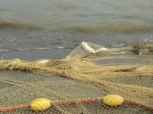 Fish & Net