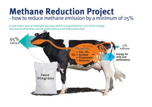 کاهش گاز متان تولید شده ی گاوها