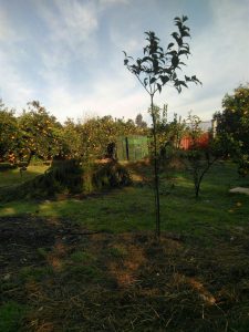 درختان برگ نو در باغ خانه مسعود در مازندران