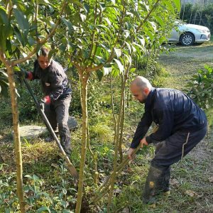 مسعود حسن نیا و خسرو در حال درآوردن درختان برگ نو