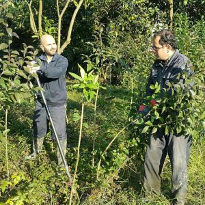 مسعود حسن نیا و خسرو در حال درآوردن درختان برگ نو