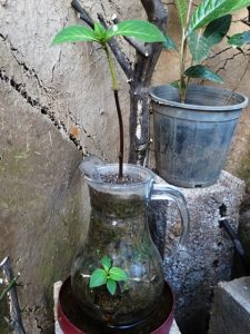Planting Ligustrum Vulgare in glassy water jug