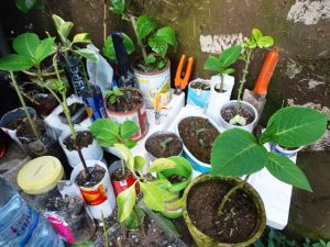 Planting Ligustrum Vulgare in plastic, metal and... containers : Zero Waste theory