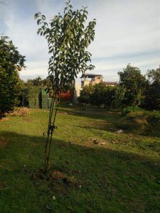 درختان برگ نو در باغ خانه مسعود در مازندران