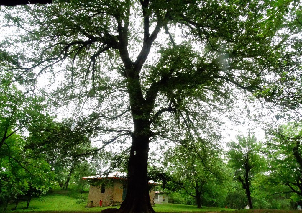Robust Oak Tree