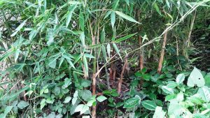 Bambo plants around small basin wetland