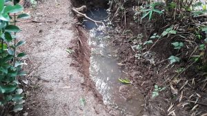 Small Wetland No1 , Greywater Reuse