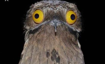 potoo